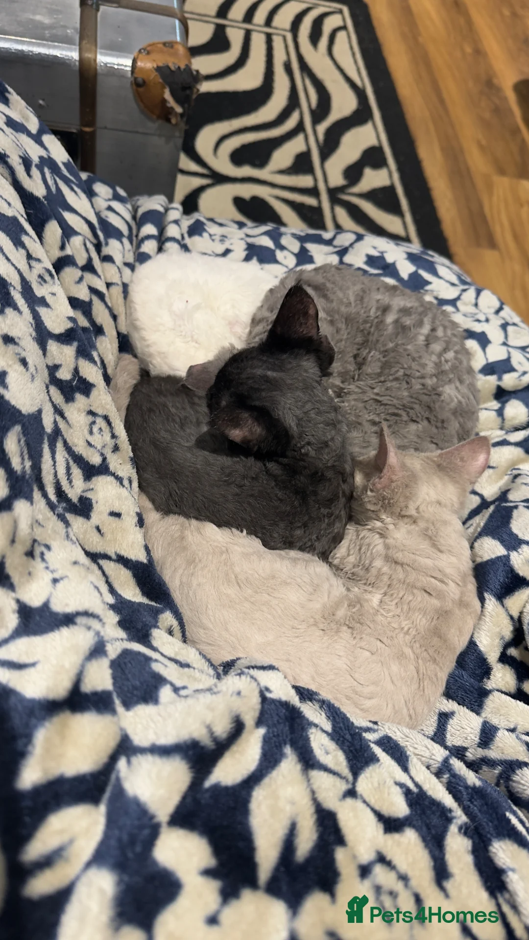 Devon Rex cats for sale: Beautiful lilac Devon Rex girl  - Advert 5