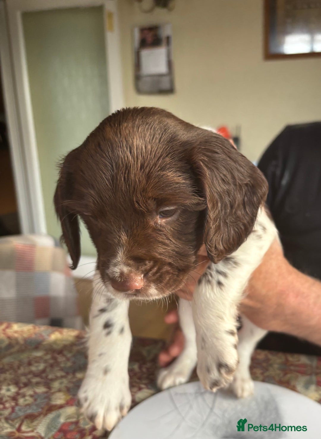 English Springer Spaniel dogs for sale: KC Springer Spaniel puppies 3 x girls available  in Hereford - Image 26