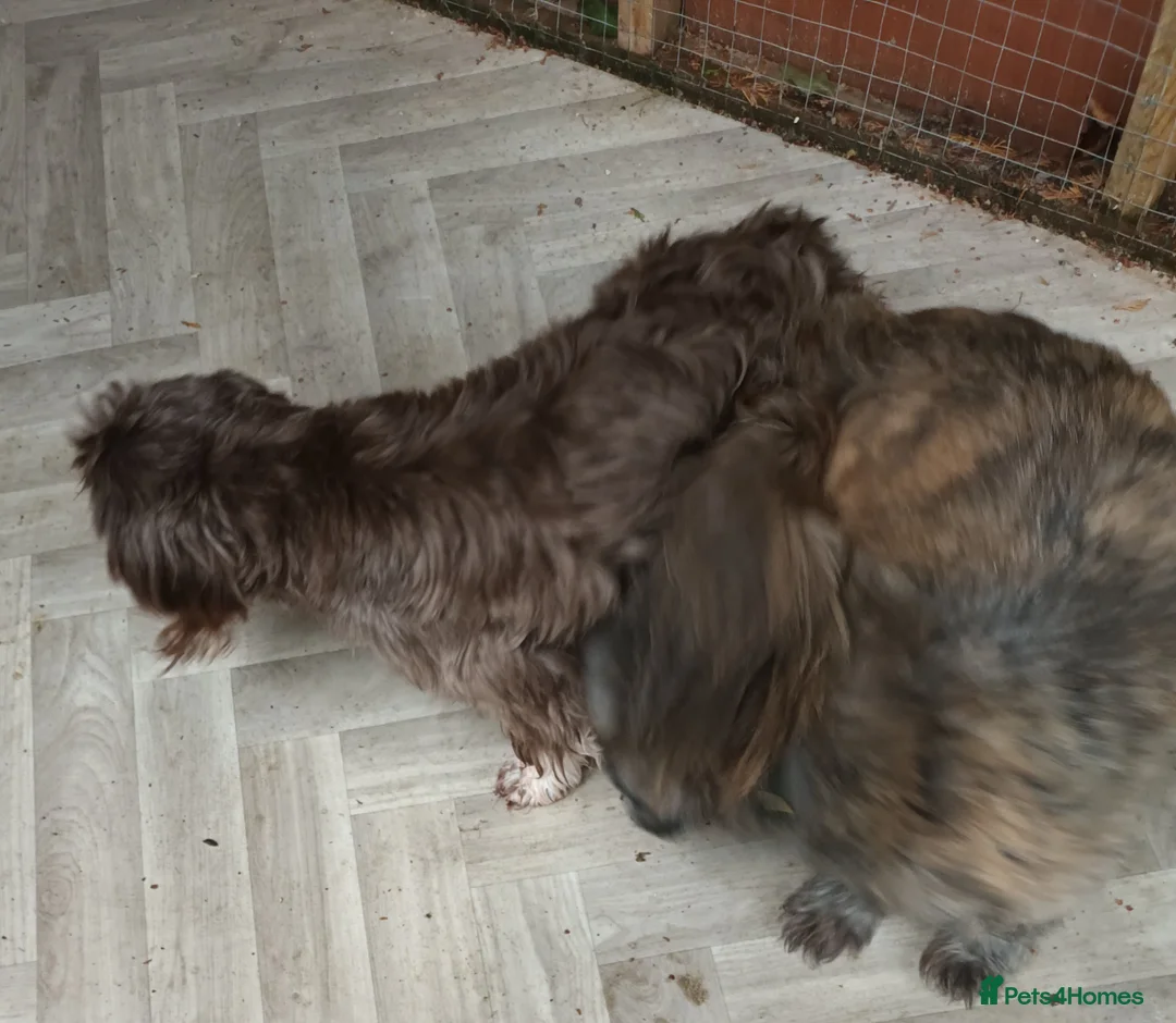 Shih Tzu dogs for stud:  imperial studs both proven  in Bolton - Advert 24