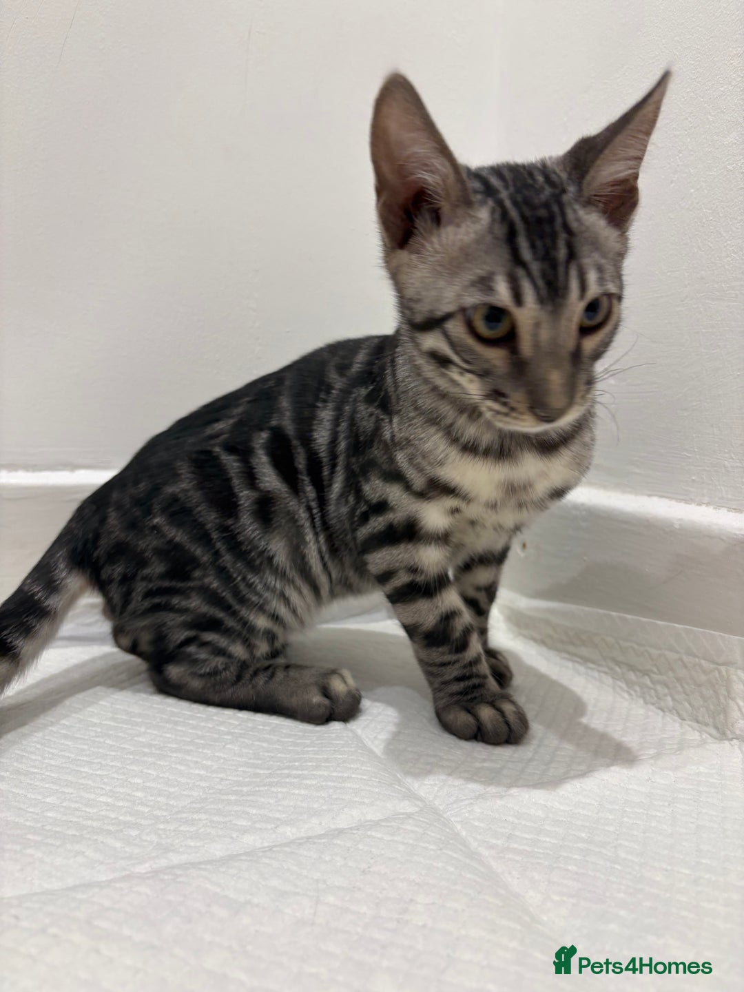 Bengal cats for sale: 2 BENGAL BOYS FOR SALE!  - Advert 4