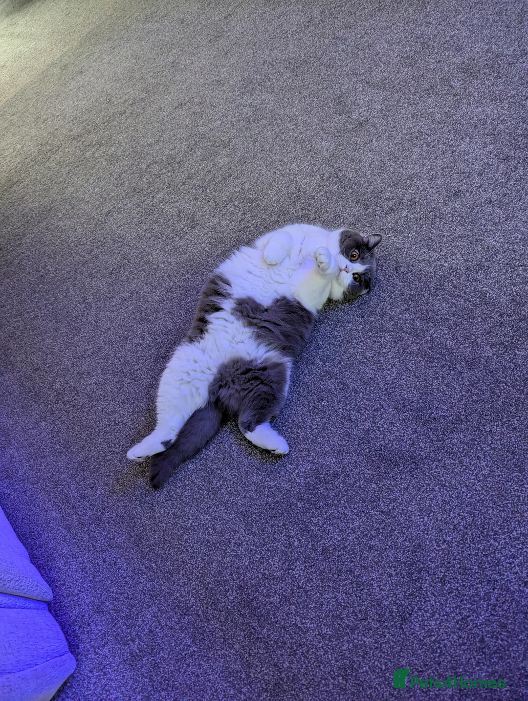 British Shorthair cats for sale: Pedigree chunky British blue shorthairs boy kitten - Advert 10