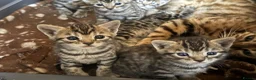 Mixed Breed cats for sale: Half breed bengal kittens  - Advert 5