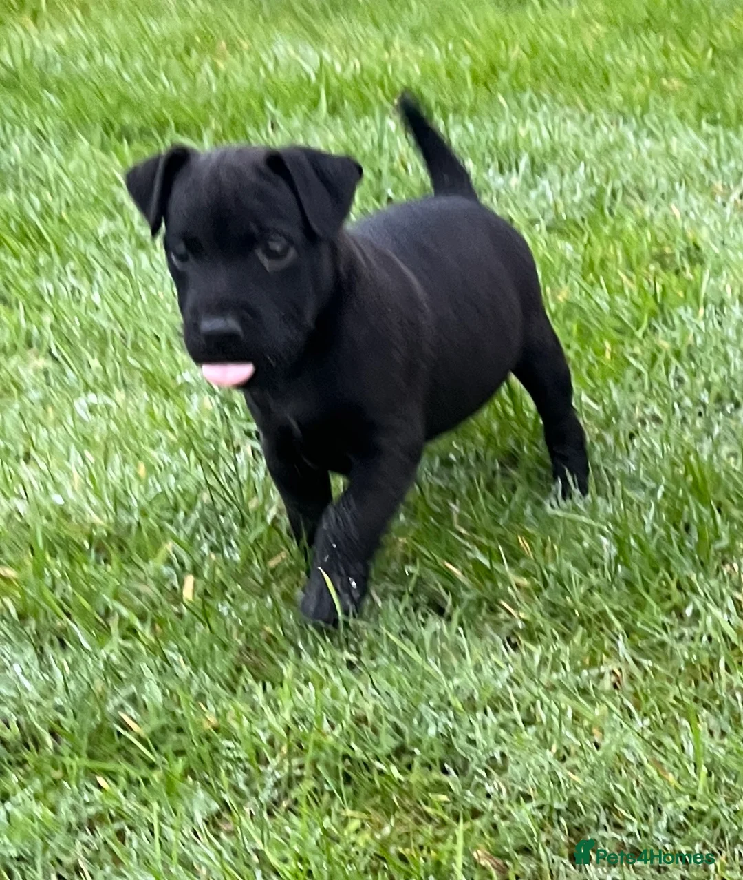 Patterdale Terrier dogs for sale: Patterdale terrier puppies - Advert 5