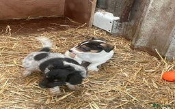 Jack Russell dogs for sale: Jack Russell puppies - Image 21