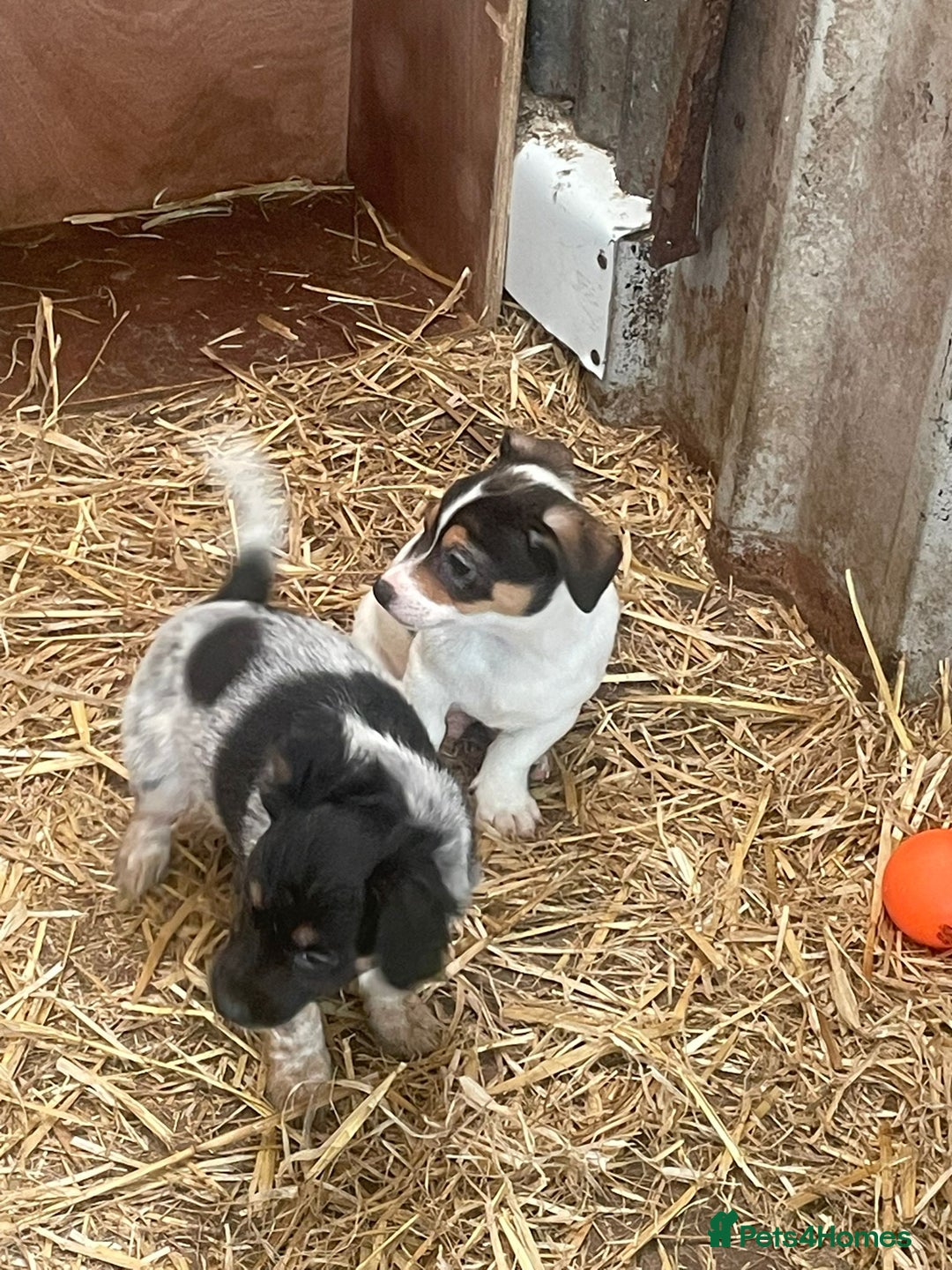 Jack Russell dogs for sale: Jack Russell puppies - Image 21