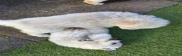 German Shepherd dogs for sale: This is a presale post for now  - Advert 20
