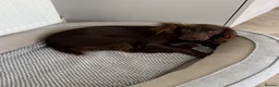 Sprocker dogs for sale: Female Sprocker - Advert 3