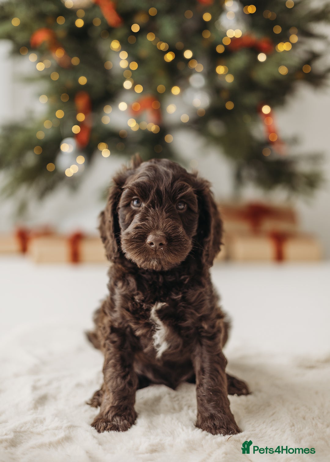 Australian Labradoodle dogs for sale: Australian Labradoodle medium  - Advert 5