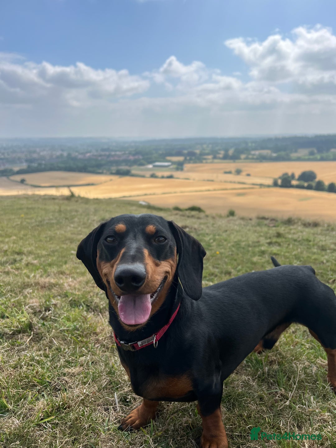 Dachshund dogs for stud: Male Black and Tan daschund  - Advert 3