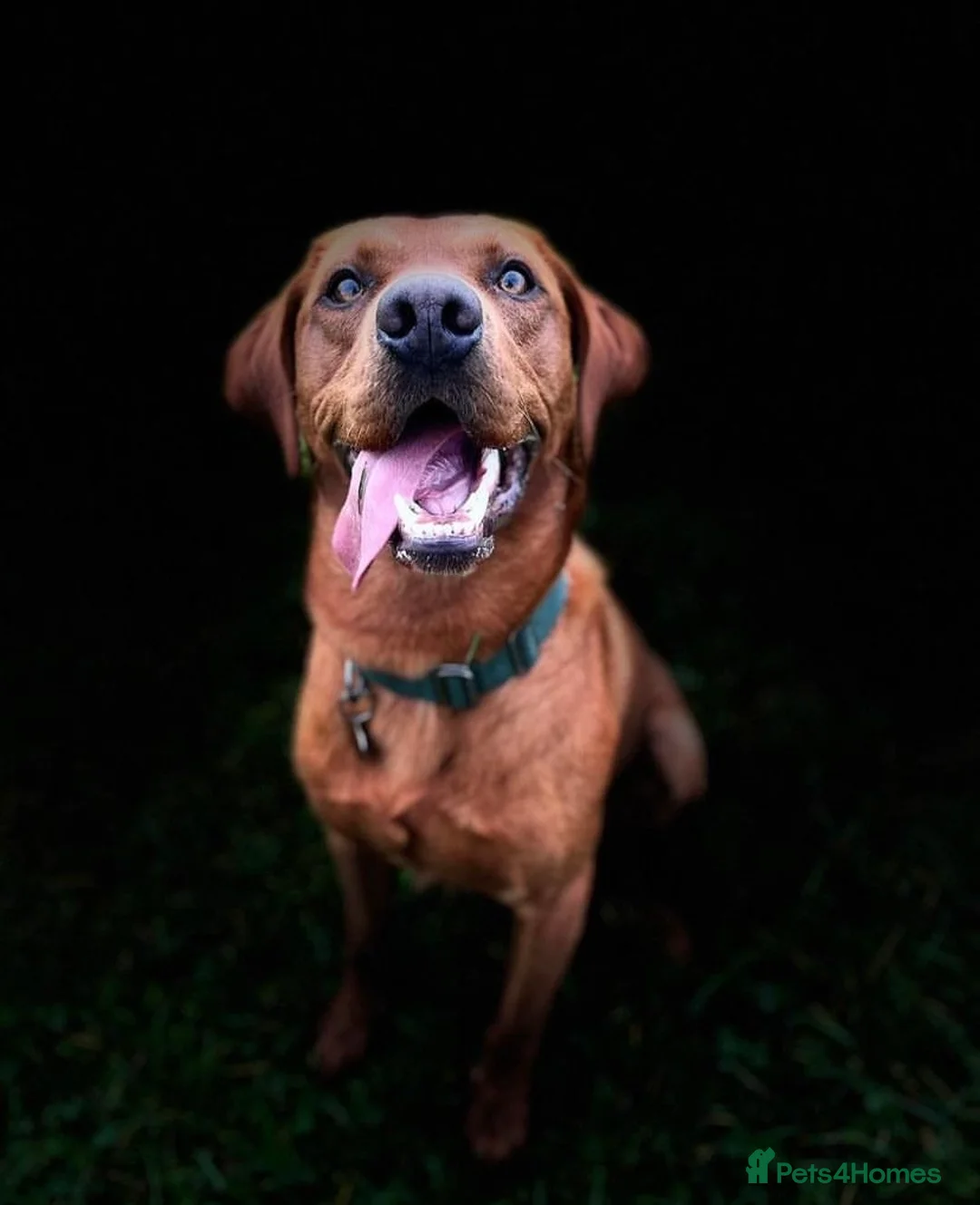 Labrador Retriever dogs for stud: Fox red Labrador available for stud - Proven in Melton Mowbray - Advert 10