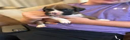 Boxer dogs for sale: Beautiful long and Bob tail kc reg puppies  - Advert 15