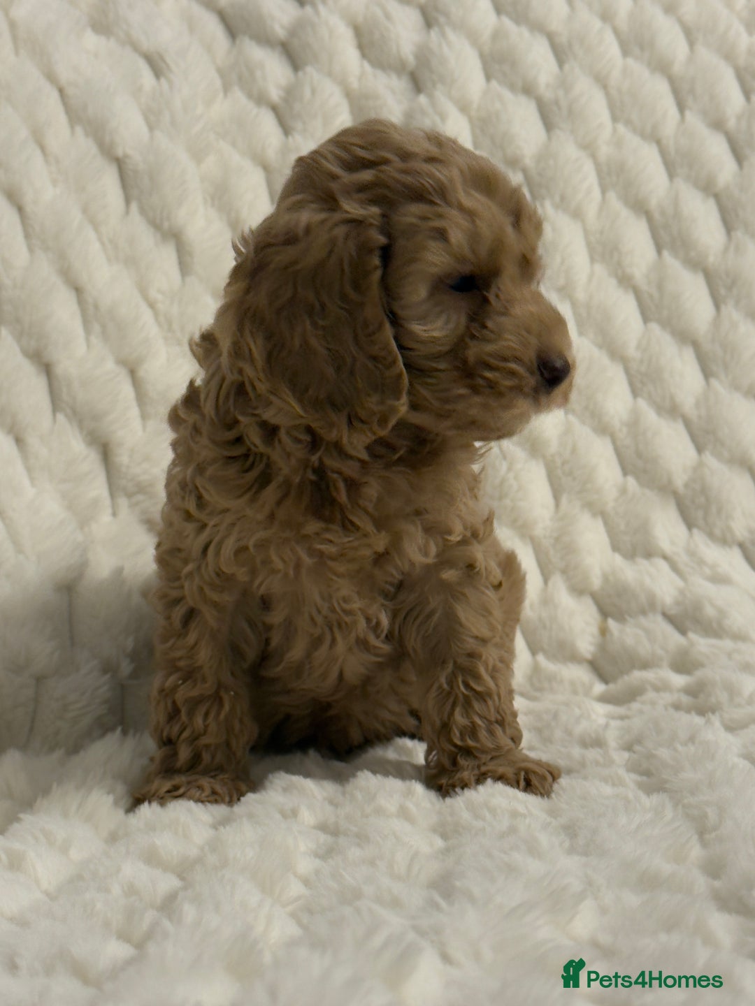 Cockapoo dogs for sale: ⭐️cockerpoo puppies⭐️ - Advert 1