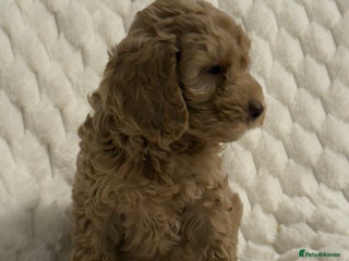 Cockapoo dogs ⭐️cockerpoo puppies⭐️ - Advert 1