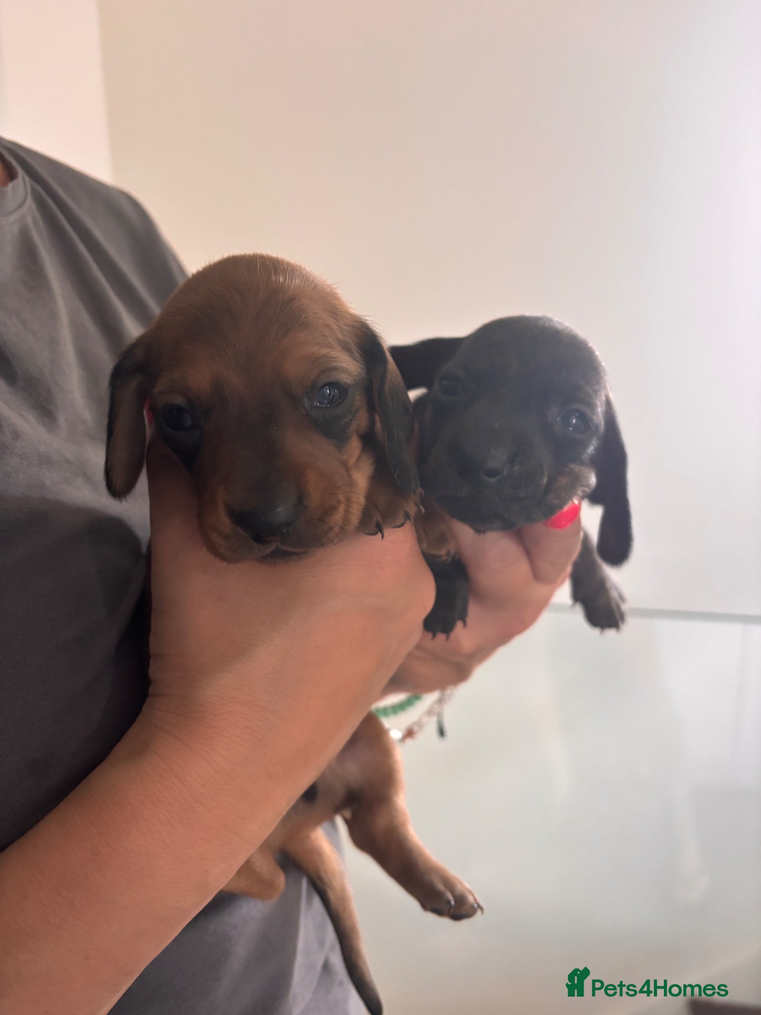 Dachshund dogs Miniature dachshunds  - Advert 1
