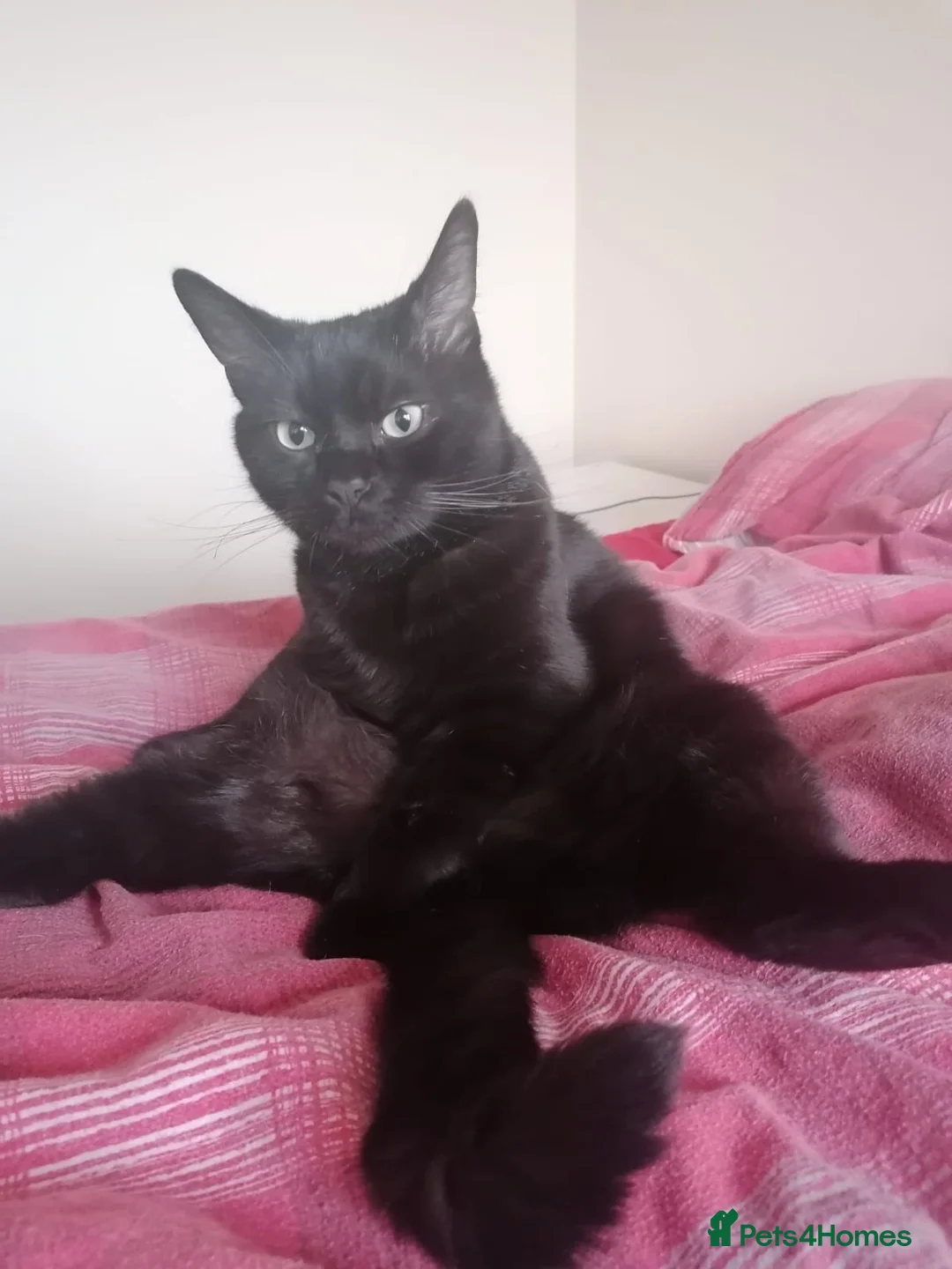 Mixed Breed cats for sale: Gorgeous Male Adult Cats, Milo and Freddie - Advert 2