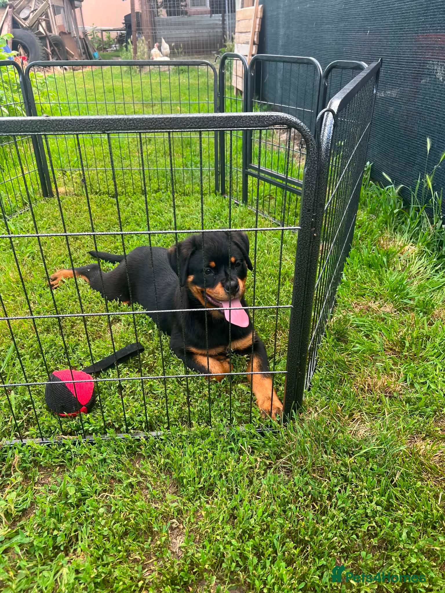 Rottweiler dogs Rottweiler puppies for show & breeding - Advert 2