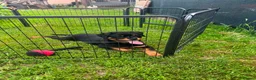 Rottweiler dogs for sale: Rottweiler  - Advert 5