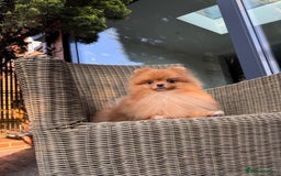 Pomeranian dogs for sale: White and Orange Pomeranian Boys in London - Image 9