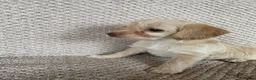 Jackapoo dogs for sale: 🐾 6 Beautiful Jackapoo Puppies 🐾  - Advert 2