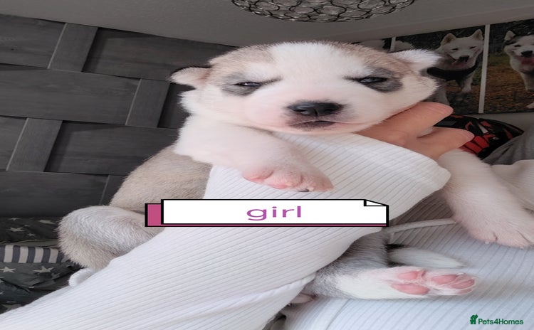 Siberian Husky dogs - Advert 1