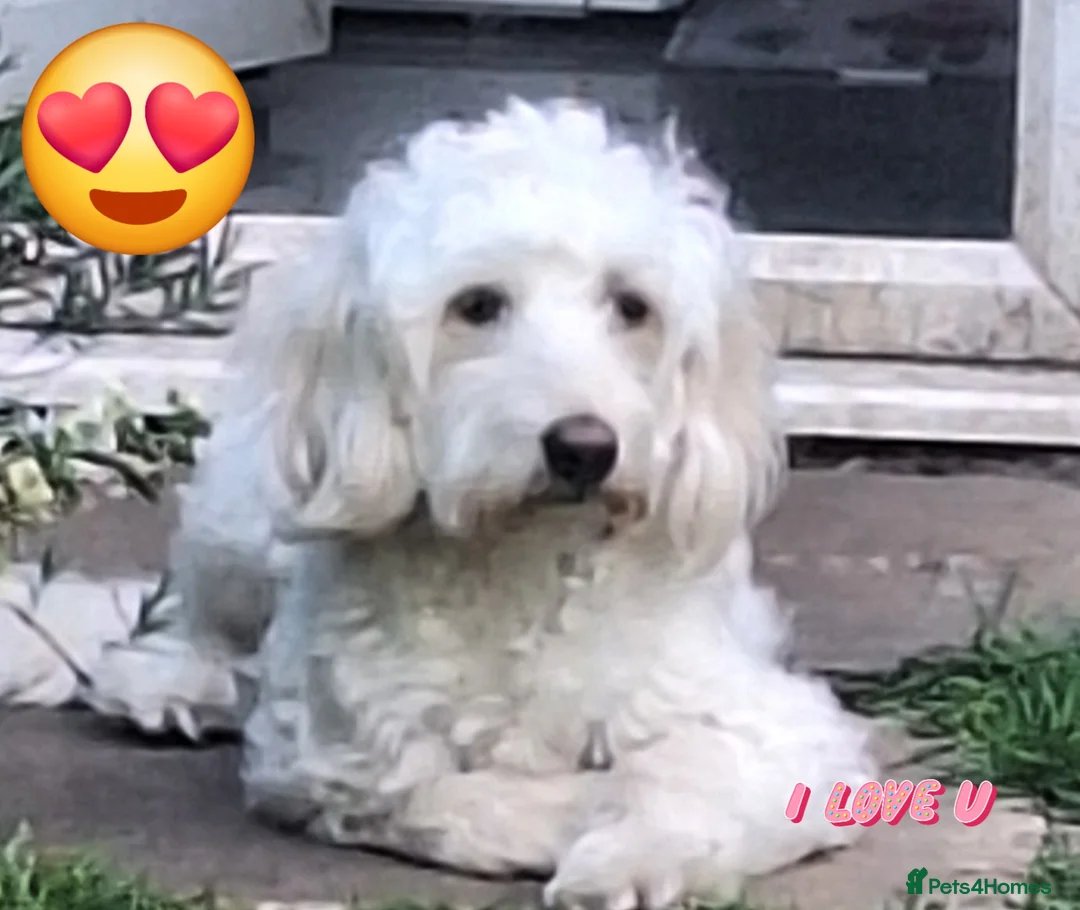 Cockapoo dogs for stud: Buddy for stud - Advert 5