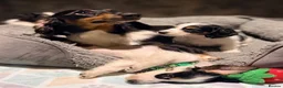 Miniature Dachshund dogs for sale: Forever Home Wanted - Advert 4