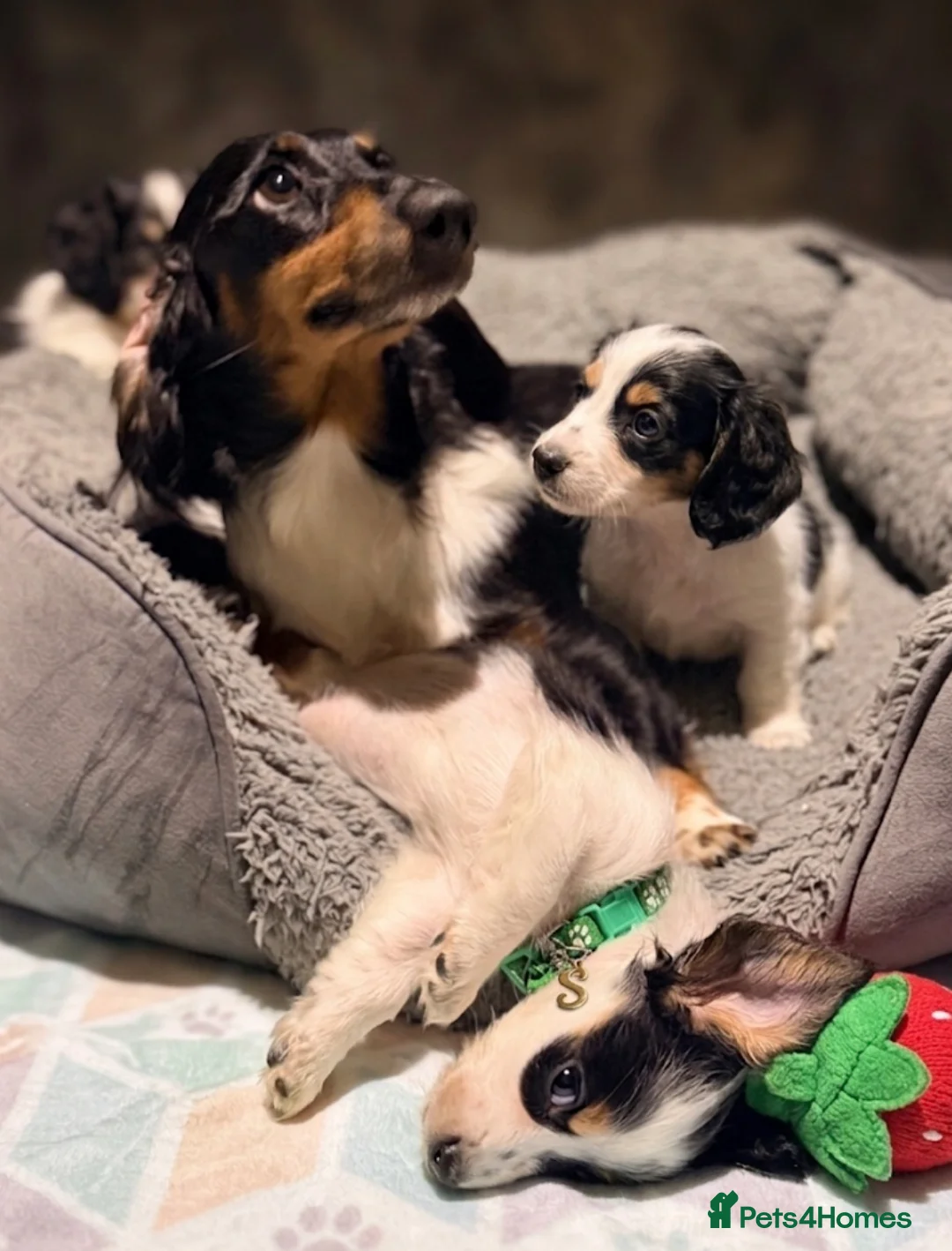 Miniature Dachshund dogs for sale: Forever Home Wanted - Advert 4