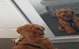 Cavapoo dogs for sale: REHOMING  - Advert 15