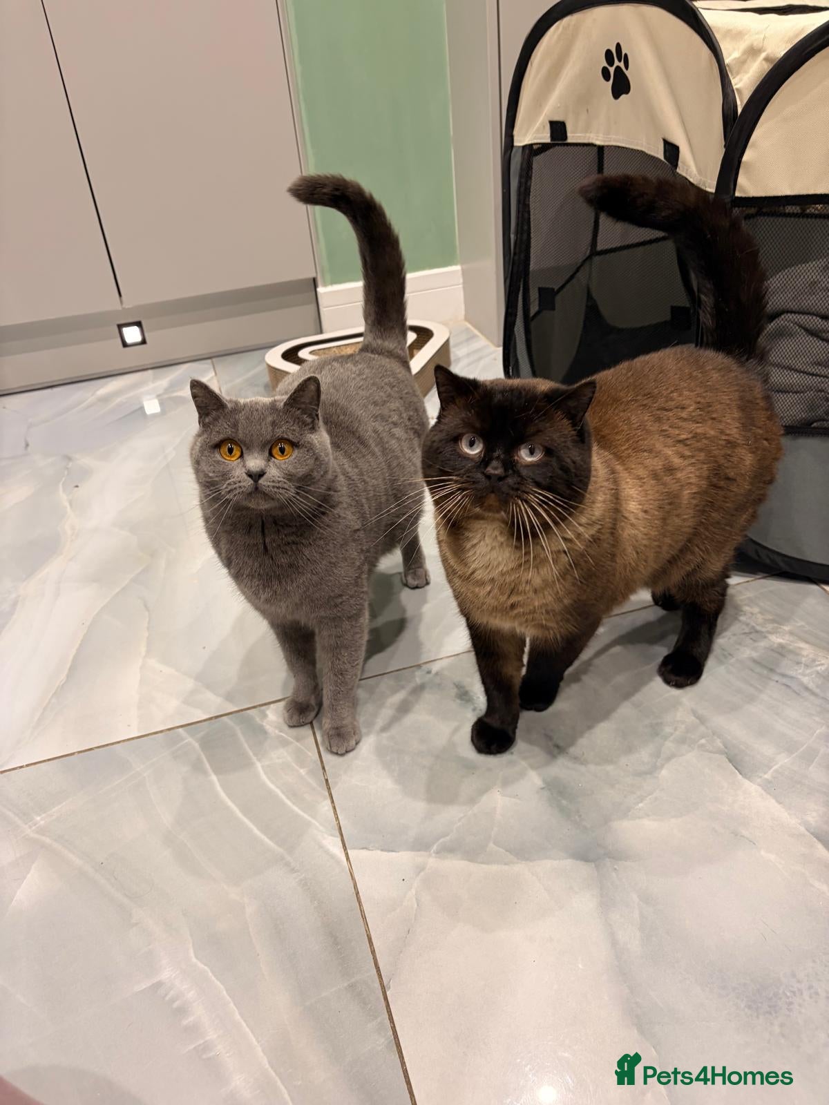 British Shorthair cats Black British short hair - Advert 1