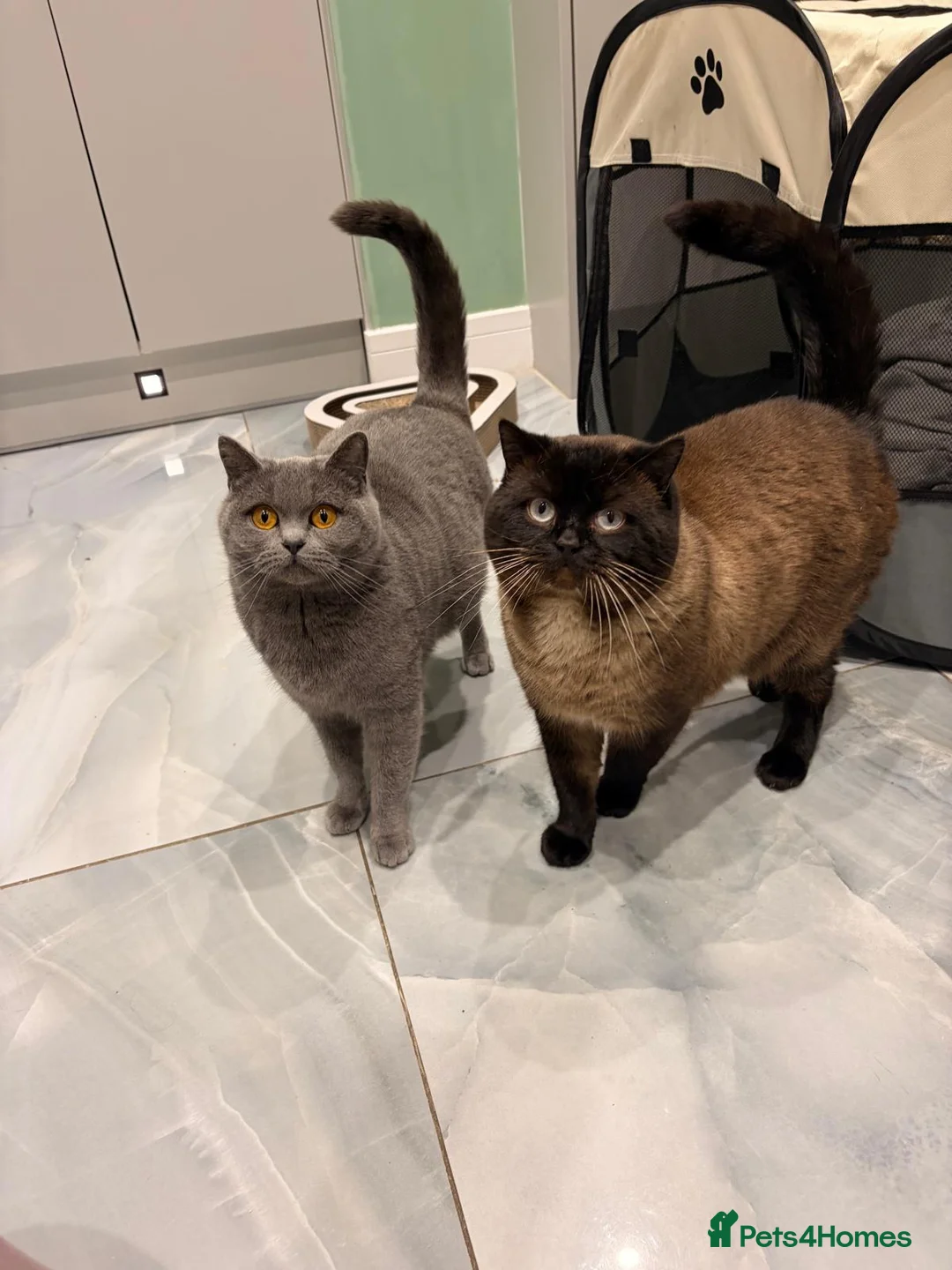 British Shorthair cats for sale: Black British short hair - Advert 1