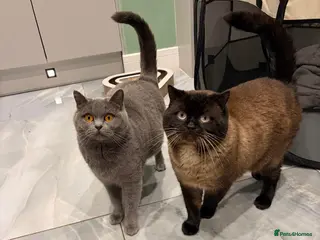 British Shorthair cats Black British short hair - Advert 1