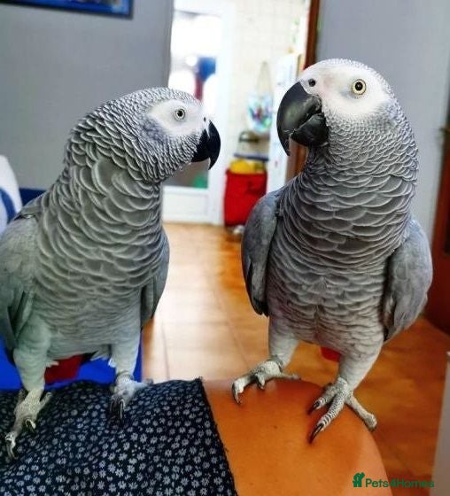 Parrots birds African grey Parrot for sale - Advert 16