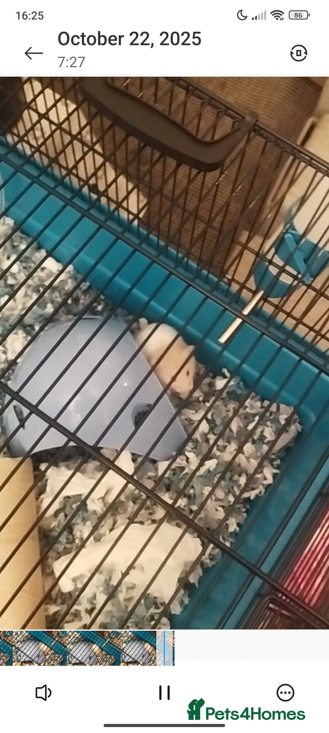 Hamster rodents for sale: hamster  - Advert 1