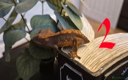 Gecko reptiles for sale: Crested Geckos in Liverpool - Image 6