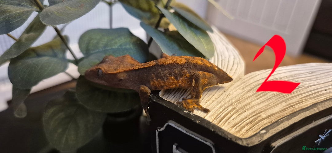 Gecko reptiles for sale: Crested Geckos in Liverpool - Image 6