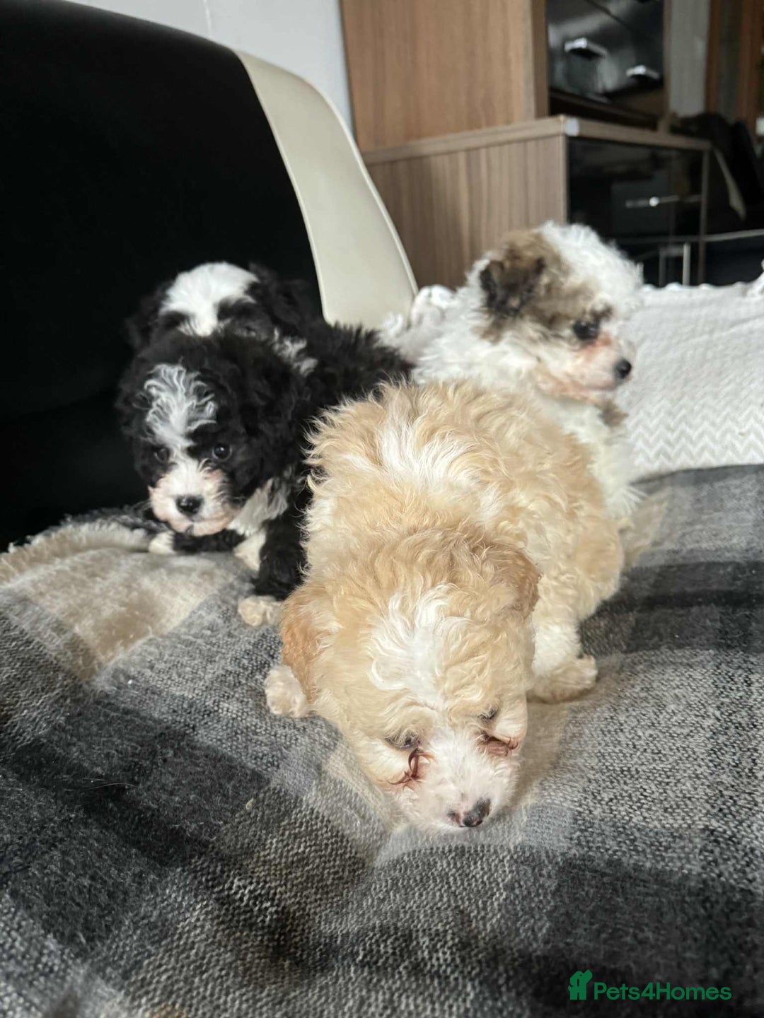 Mixed Breed dogs for sale: Bichon Maltese mix  - Advert 11