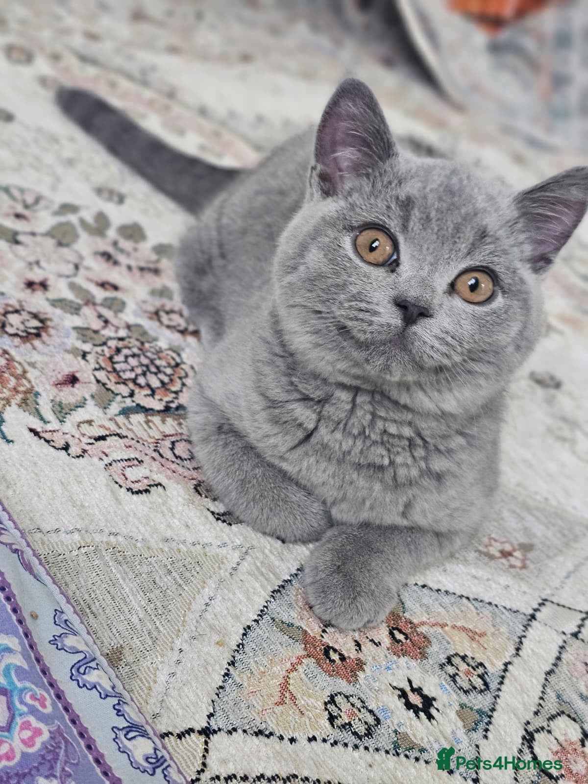 British Shorthair cats 4 months old British shorthair  in Portsmouth - Advert 2
