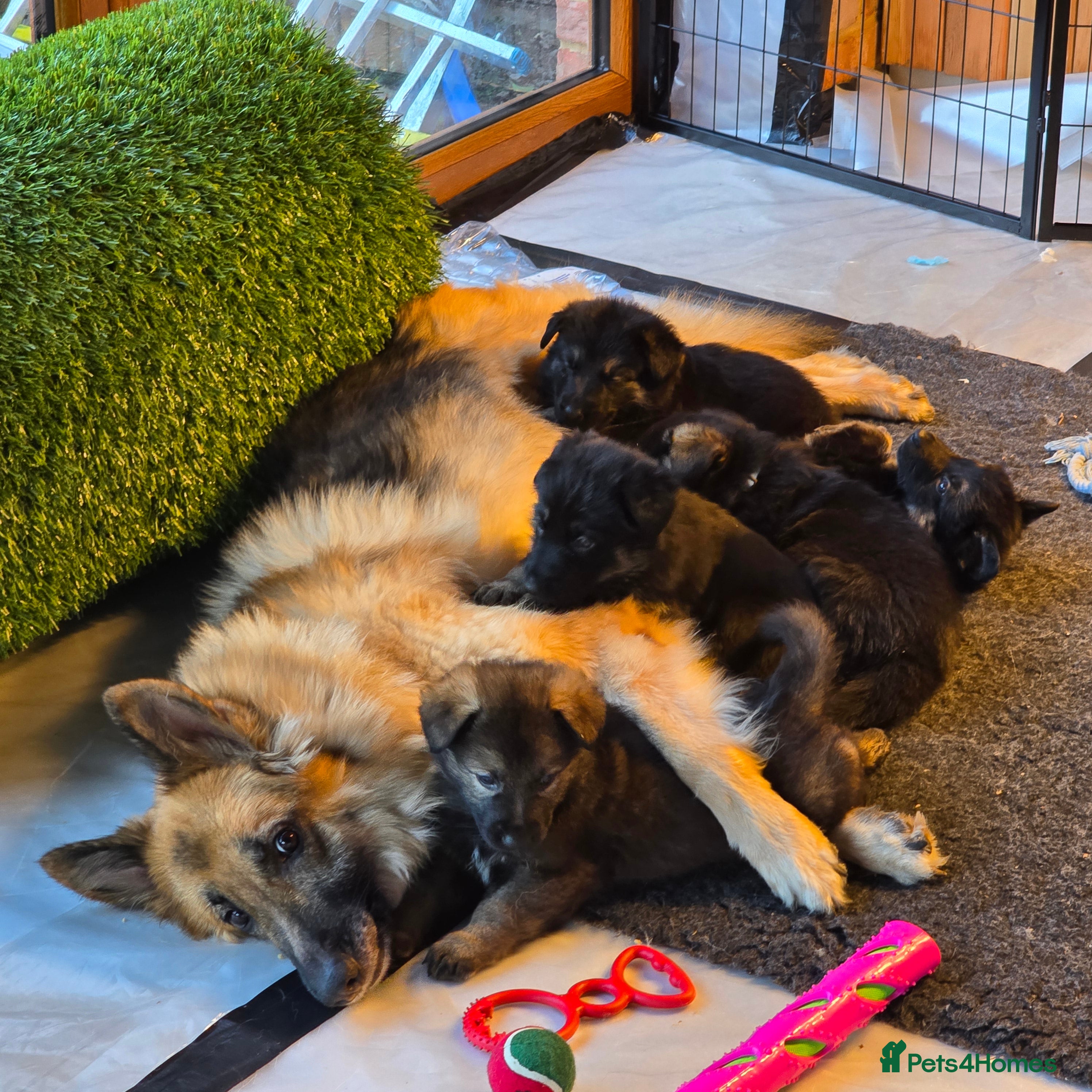 German Shepherd dogs Outstanding German Shepherd Puppies - Advert 14