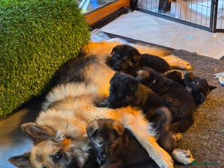 German Shepherd dogs Outstanding German Shepherd Puppies - Advert 14