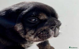 English Bulldog dogs for sale: Beautiful English bulldog puppies  - Advert 15