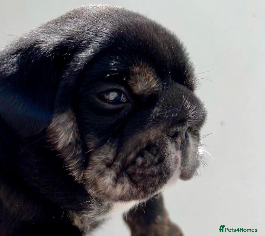 English Bulldog dogs for sale: Beautiful English bulldog puppies  - Advert 15