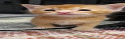 Mixed Breed cats for sale: Ragdoll Cross tabby & ginger Kittens  - Advert 30