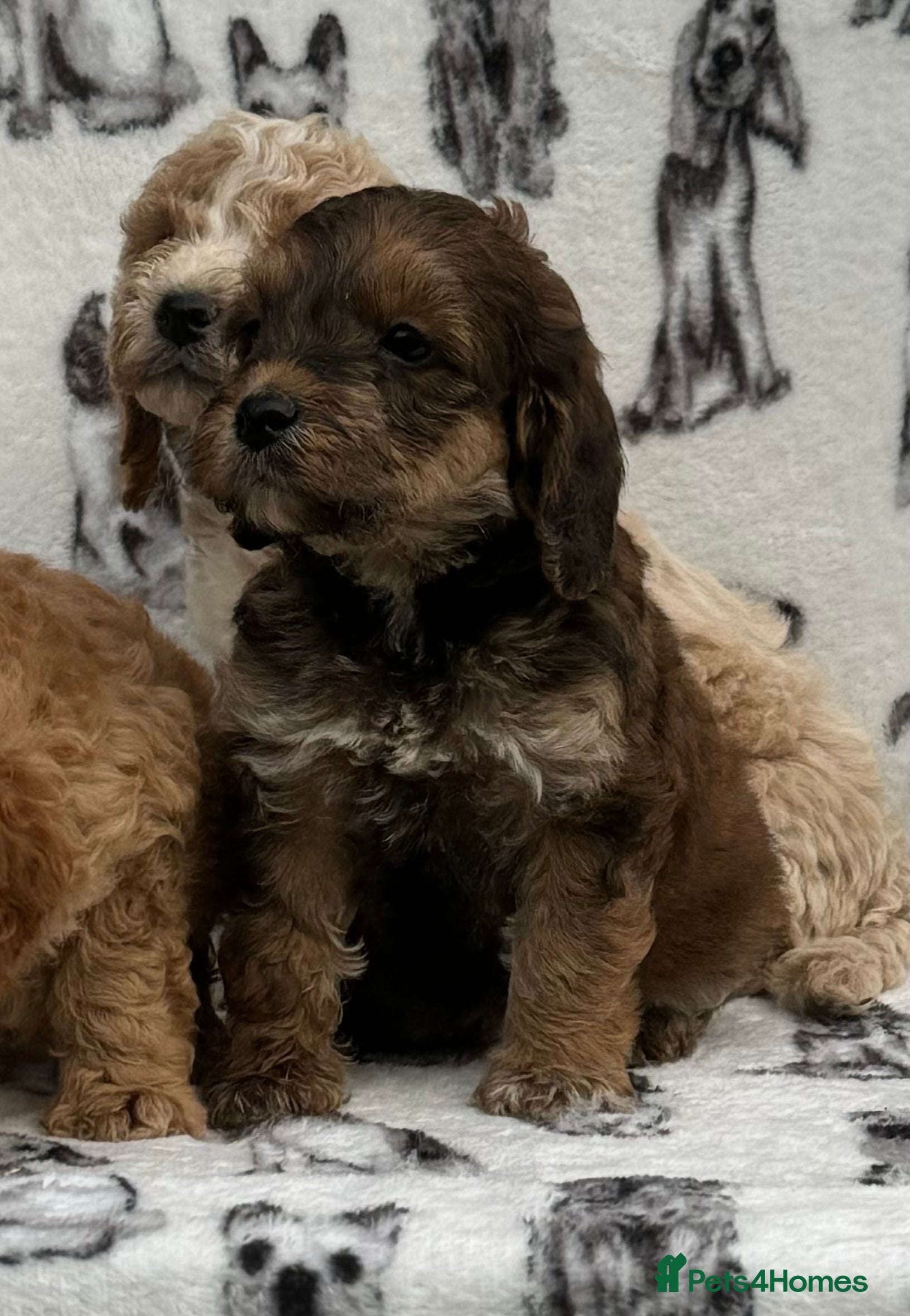 Cockapoo dogs Beautiful cockapoo puppy’s🩷🩵 - Advert 13