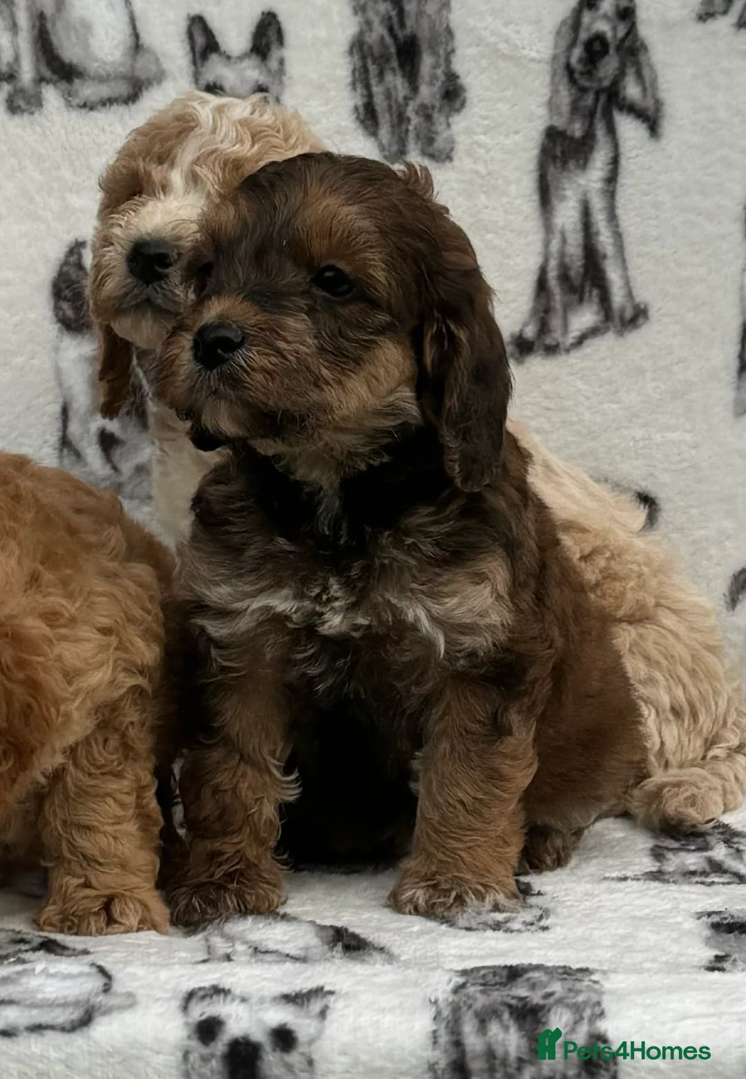 Cockapoo dogs for sale: Ready now!!Beautiful mini cockapoo puppy’s🩷🩵 - Advert 17