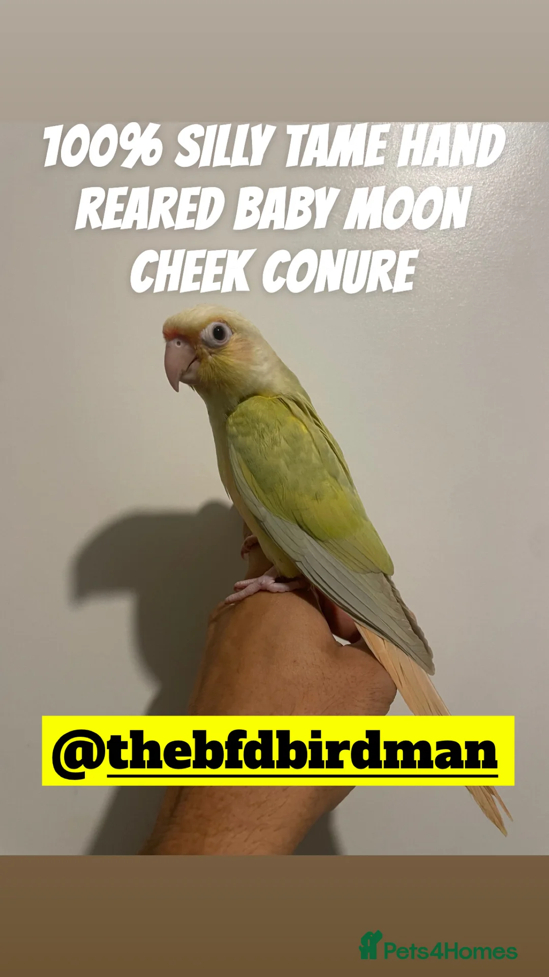 Conures birds for sale: 100% SILLY TAME HAND REARED BABY CONURES - Advert 2
