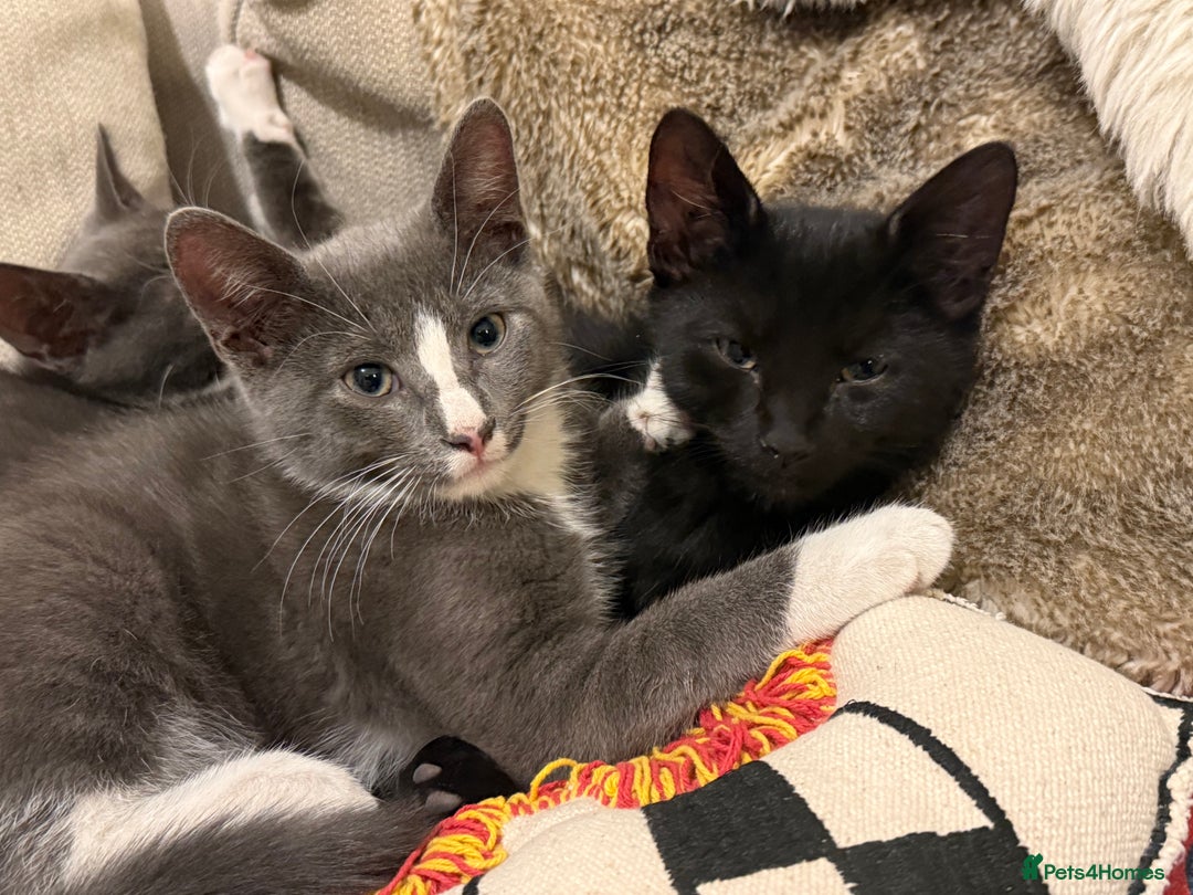 Mixed Breed cats for sale: 2 sweet natured and playful kittens for sale - Image 1