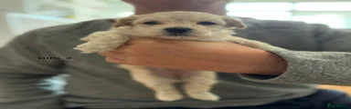 Maltipoo 2