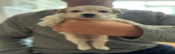Maltipoo dogs for sale: Exquisite F1 Maltipoo Puppies in Chislehurst - Advert 16