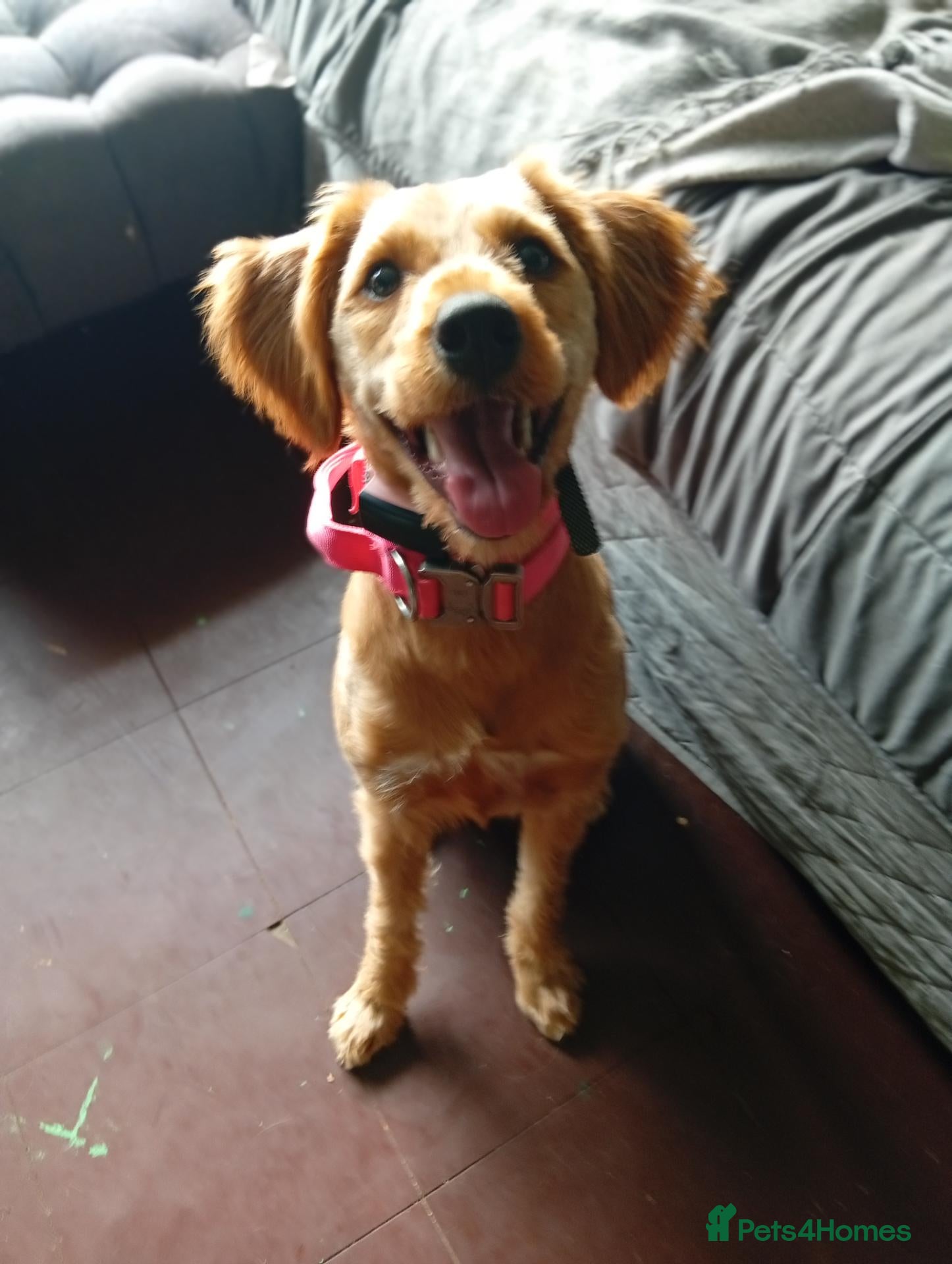 Mixed Breed dogs Beautiful pup  - Advert 1