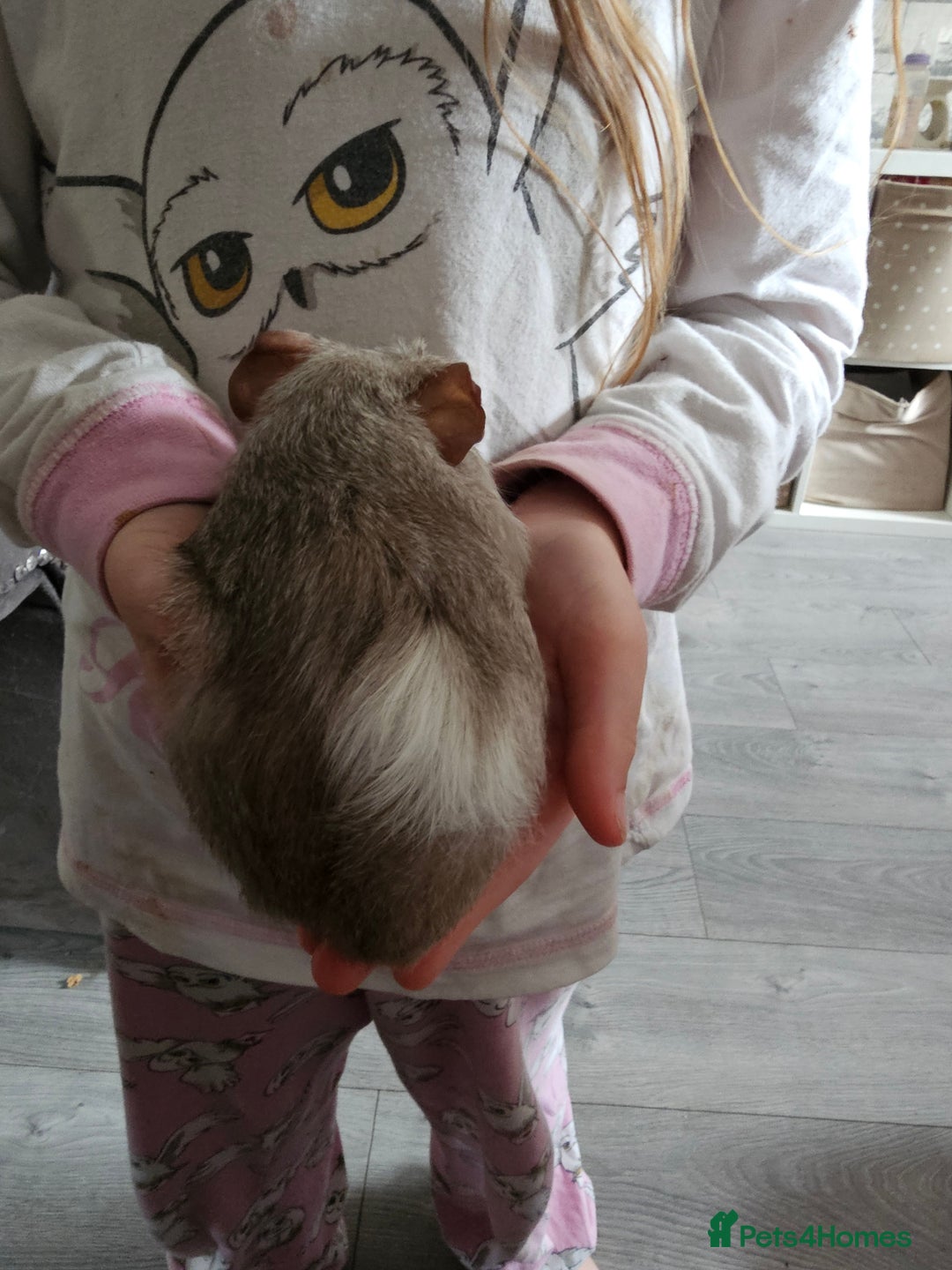 English rabbits for sale: Male guinea pig - Image 3